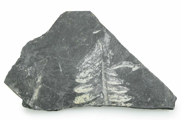 Fossil Seed Fern (Alethopteris) Plate - Pennsylvania #347721